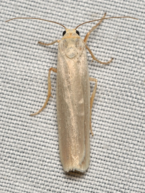 Eilema pseudocomplana - hamis zuzmószövő