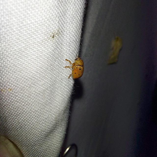 Cryptocephalus octomaculatus - nyolcfoltos zömökbogár