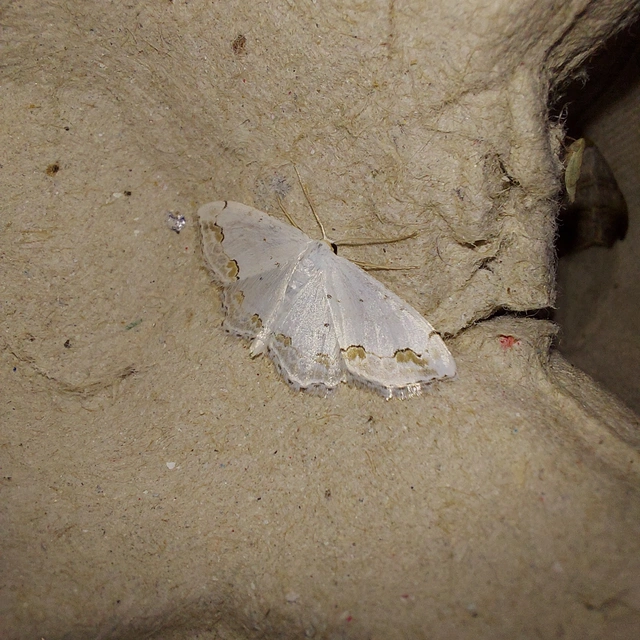 Scopula ornata - díszes fehéraraszoló