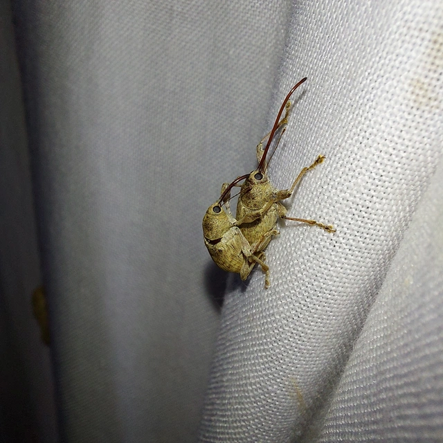 Curculio elephas - gesztenyezsuzsóka
