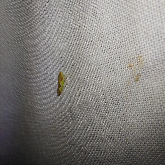 Platymetopius Platymetopius
