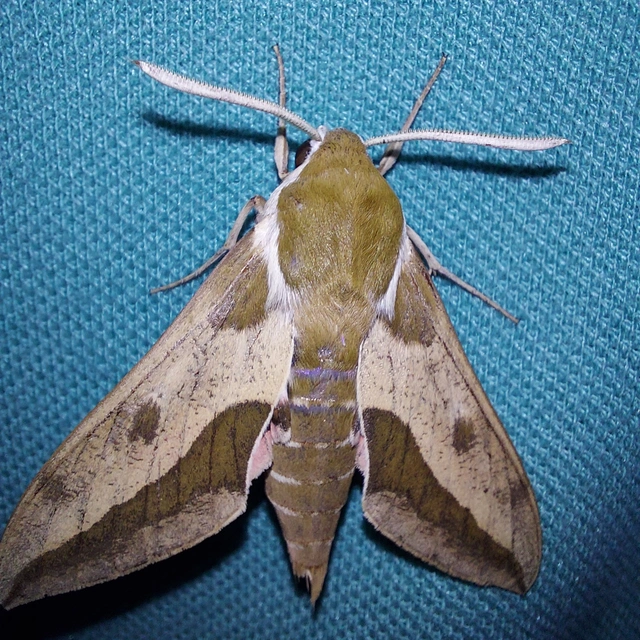 Hyles euphorbiae - kutyatejszender