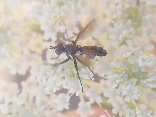 Cylindromyia pusilla