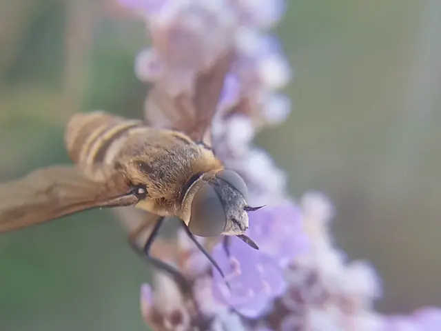 Exoprosopa minos