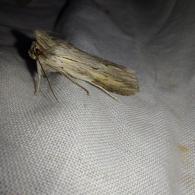 Cucullia umbratica - közönséges csuklyásbagoly