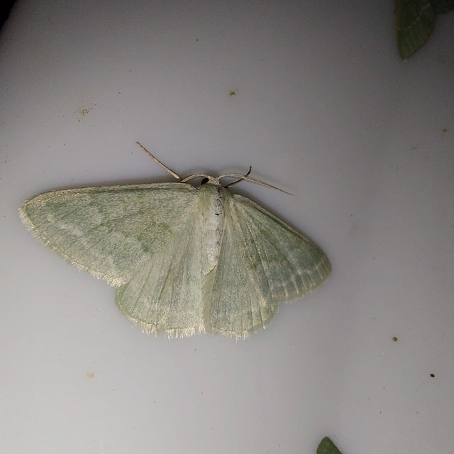 Pseudoterpna pruinata - hamvas zöldaraszoló