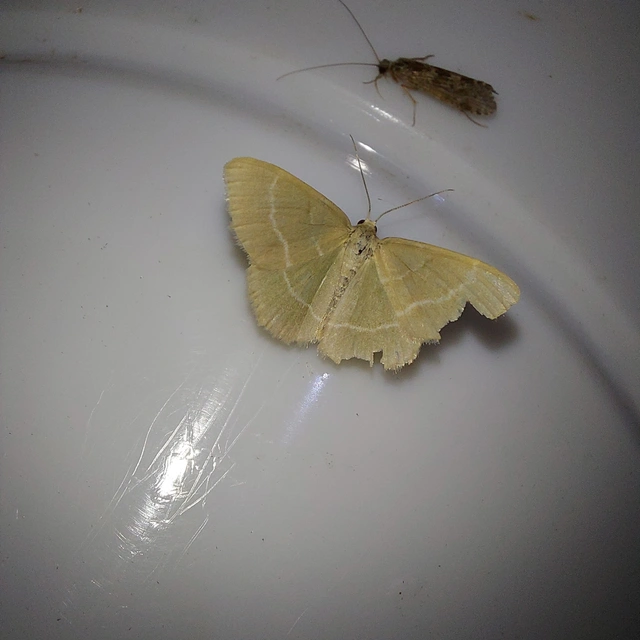Chlorissa cloraria - sárgászöld araszoló