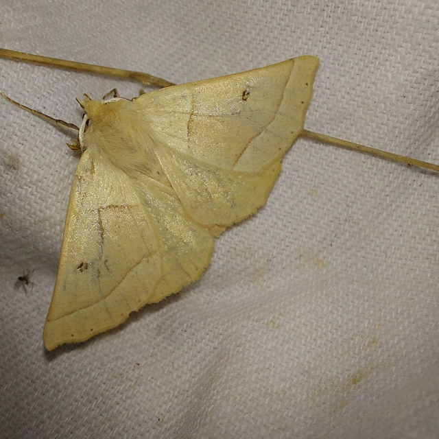 Crocallis elinguaria - sárga sávosaraszoló
