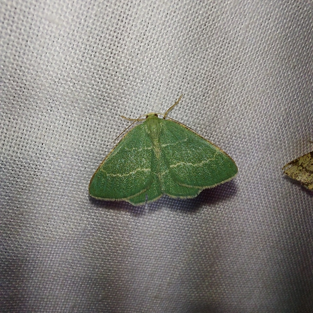 Chlorissa cloraria - sárgászöld araszoló