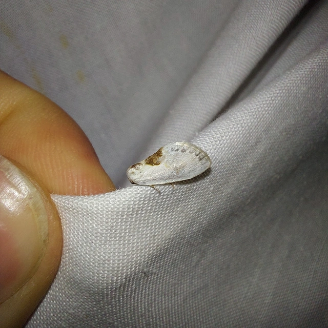 Cilix glaucata - törpe sarlósszövő
