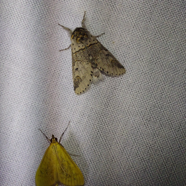 Furcula furcula - szürke púposszövő