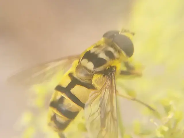 Myathropa florea - halálfejes odúlégy