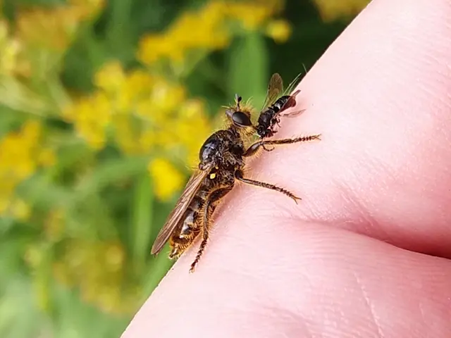 Laphriinae