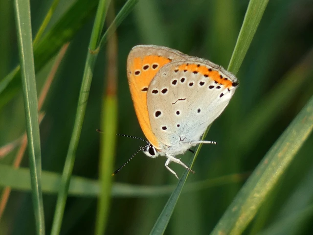 Lycaena dispar rutilus - nagy tűzlepke