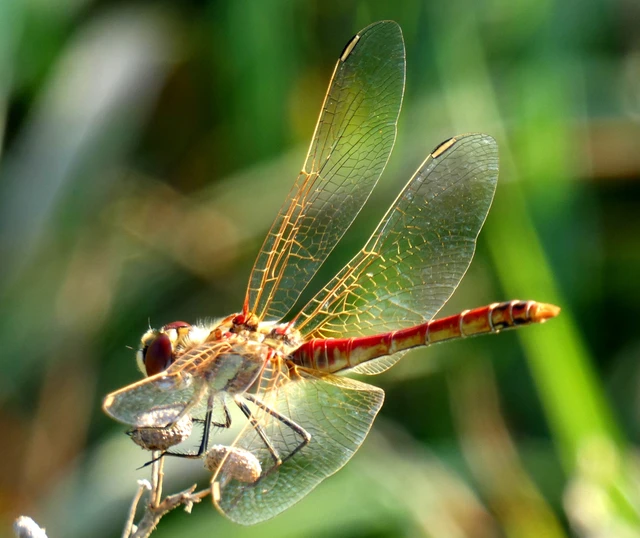 Sympetrum striolatum - harántsávos katona-szitakötő