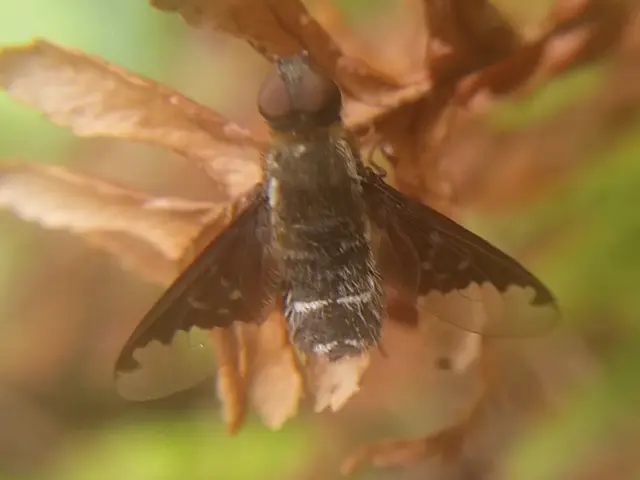 Hemipenthes velutina - bársonyos gyászlégy