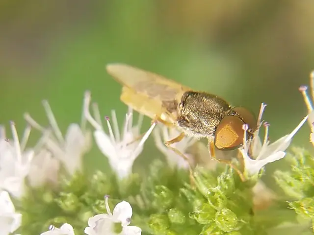 Stratiomyidae - katonalégyfélék