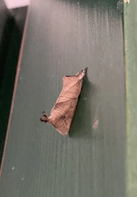 Clostera anastomosis - barna levélszövő