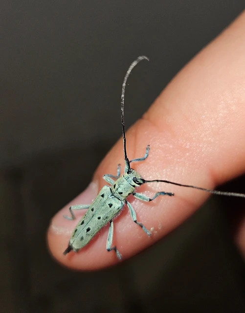 Saperda octopunctata - nyolcpontos cincér