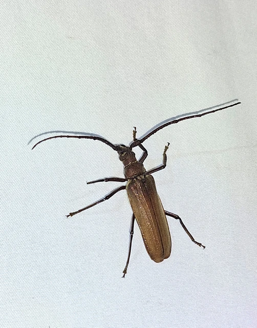 Aegosoma scabricorne - diófacincér
