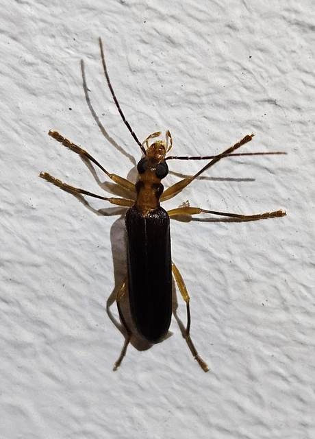 Nacerdes carniolica - karnóliai álcincér