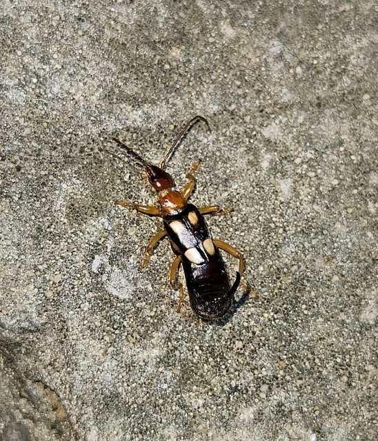 Forficula smyrnensis - szmirnai fülbemászó