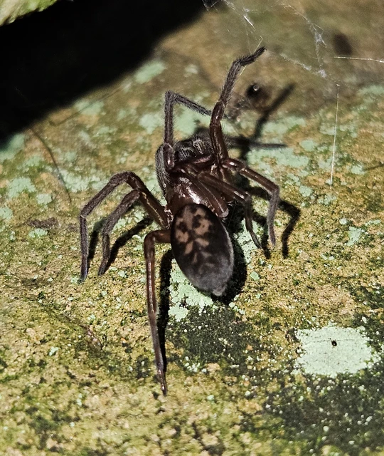 Amaurobius ferox - nagy eretnekpók