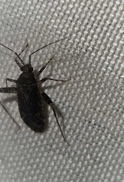 Phytocoris