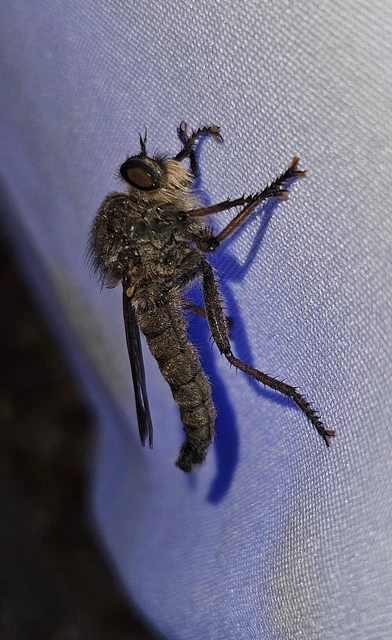 Asilinae