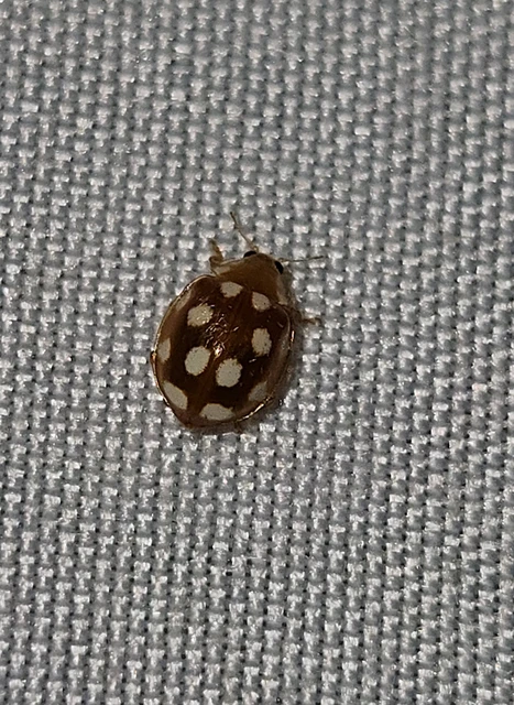 Vibidia duodecimguttata - tizenkétcseppes füsskata
