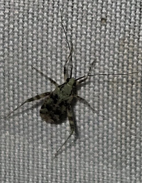 Phytocoris