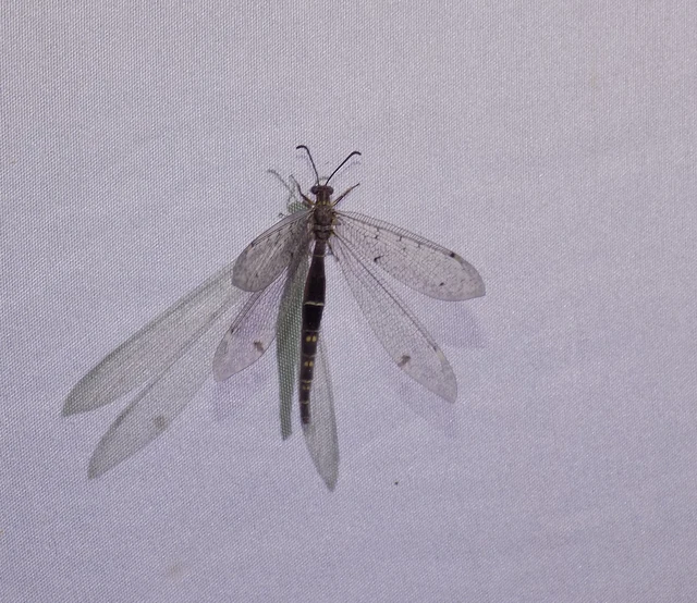 Distoleon tetragrammicus - négyfoltos hangyaleső