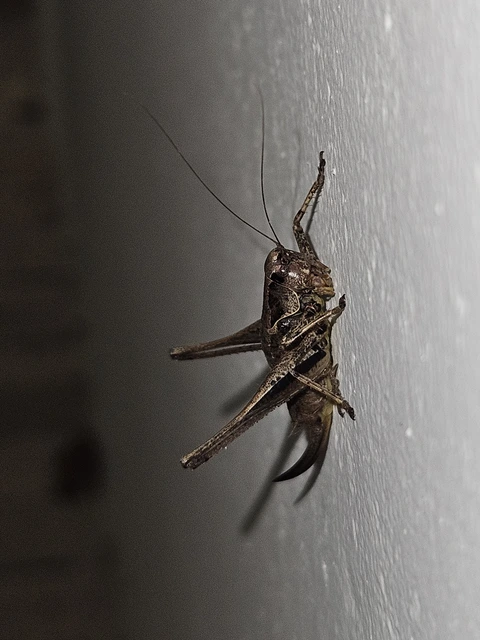 Pholidoptera griseoaptera - szürke avarszöcske