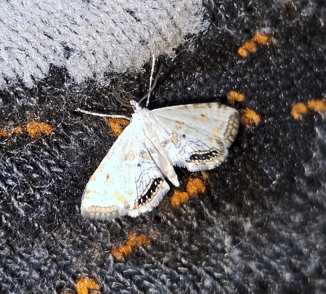 Cataclysta lemnata - békalencsemoly