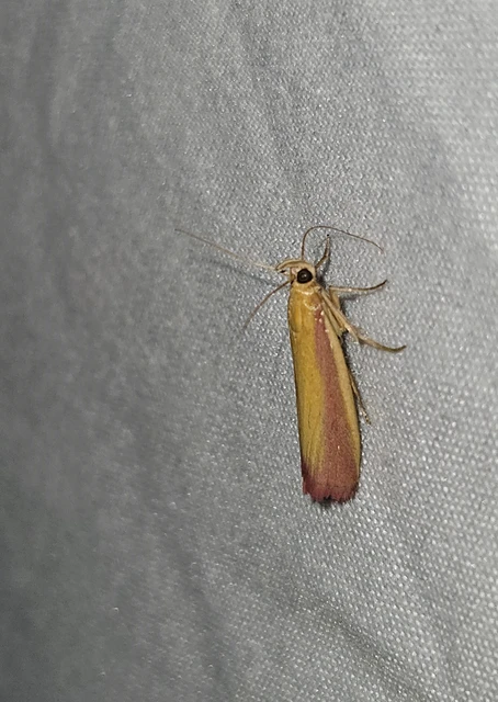 Oncocera semirubella - lucernamoly