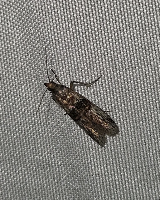 kecskerágó-karcsúmoly - Nephopterix angustella