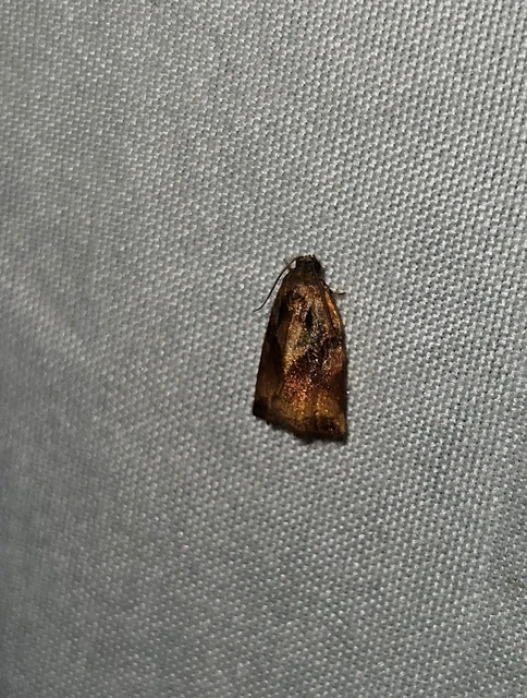 Archips podana - dudvarágó sodrómoly