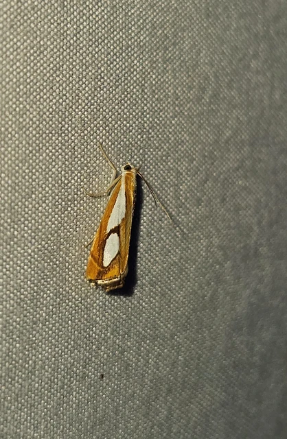 Catoptria