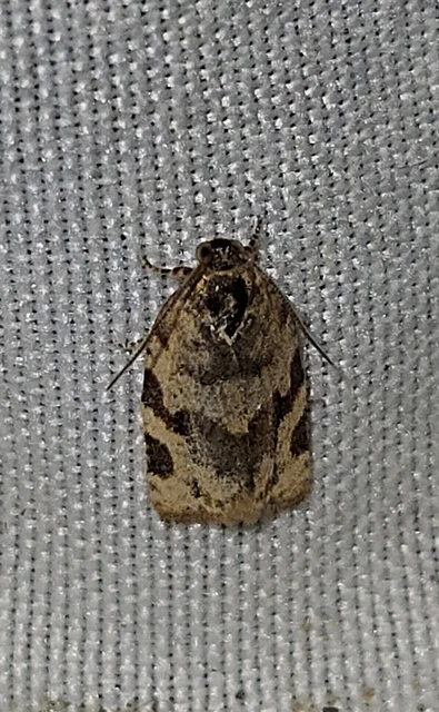 ékes sodrómoly - Argyrotaenia ljungiana