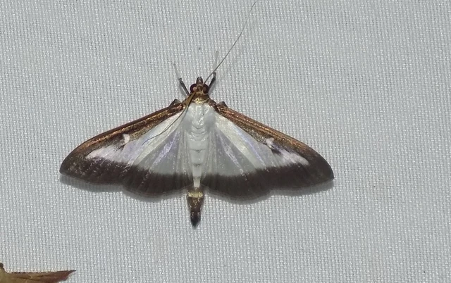 Cydalima perspectalis - puszpáng-tűzmoly