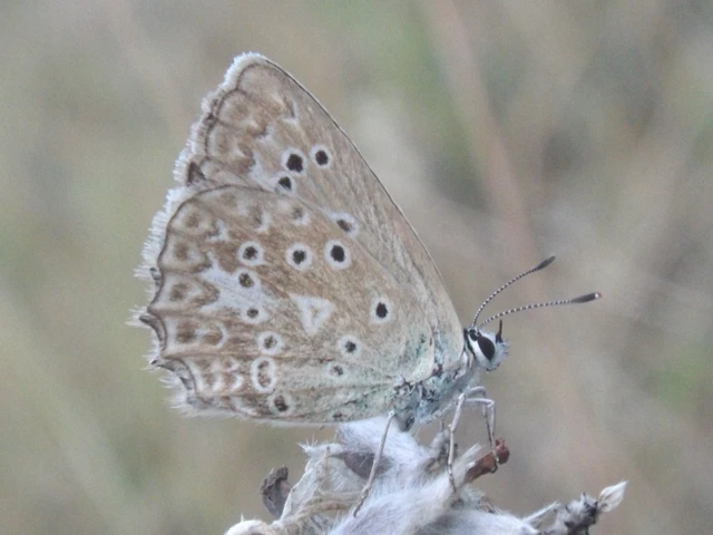 Polyommatus daphnis - csipkés boglárka