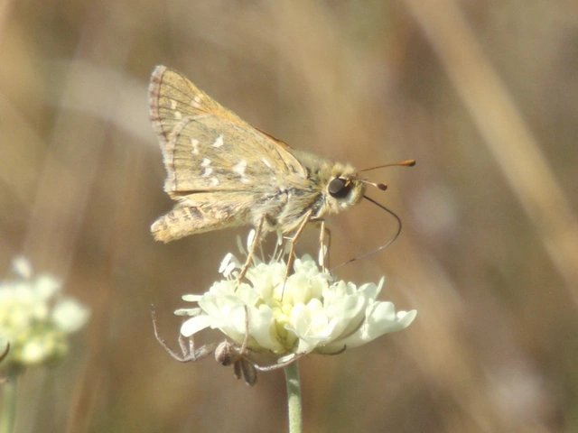 Hesperia comma - vesszős busalepke