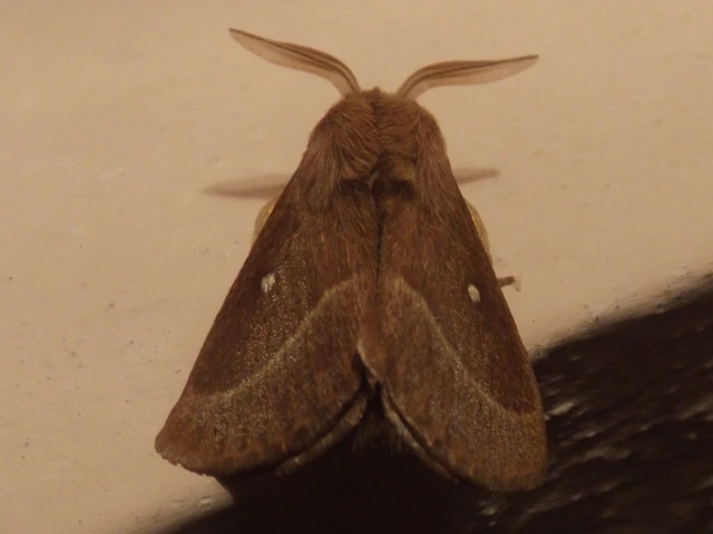 Lasiocampa trifolii - lóhereszövő