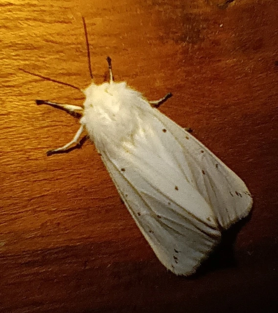 Spilosoma lubricipedum/urticae