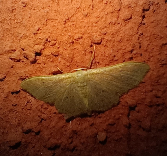 Idaea straminata - szalmasárga sávosaraszoló