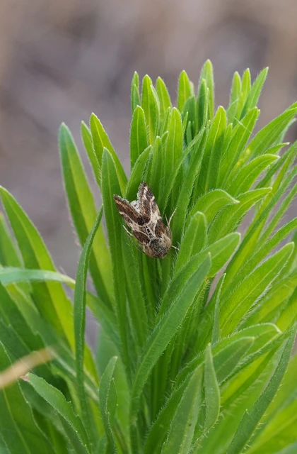 Schinia cognata - nyúlparéj-nappalibagoly