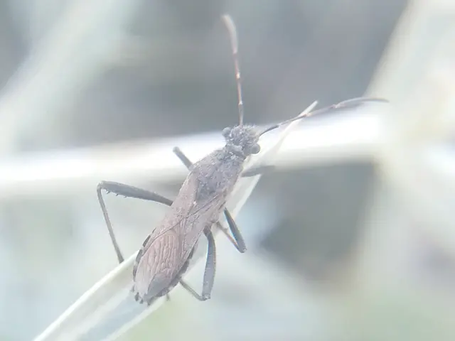 Alydus calcaratus - szőrös tövispoloska