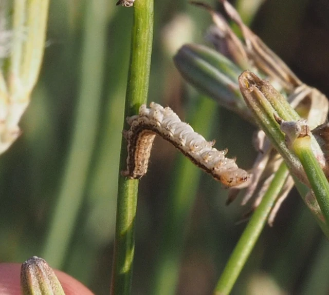 Schinia cognata - nyúlparéj-nappalibagoly