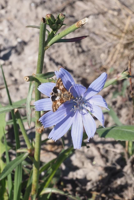 Schinia cognata - nyúlparéj-nappalibagoly