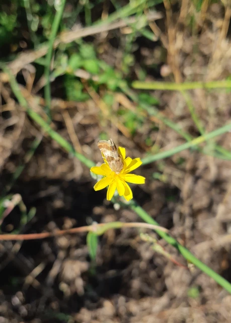Schinia cognata - nyúlparéj-nappalibagoly